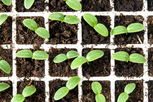 Когда и как сажать огурцы на рассаду и в открытый грунт в 2026 году: советы опытного огородника и самые урожайные сорта