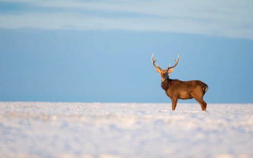 Липецкая прокуратура оспаривает статус земель рядом с парком-отелем «Олений»