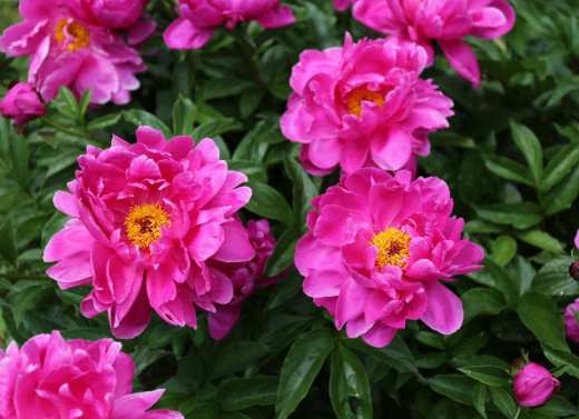 Как правильно посадить пионы весной и что делать дальше