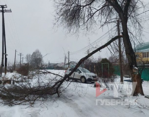 Из-за сильного ветра в воронежском Придонском рухнуло дерево