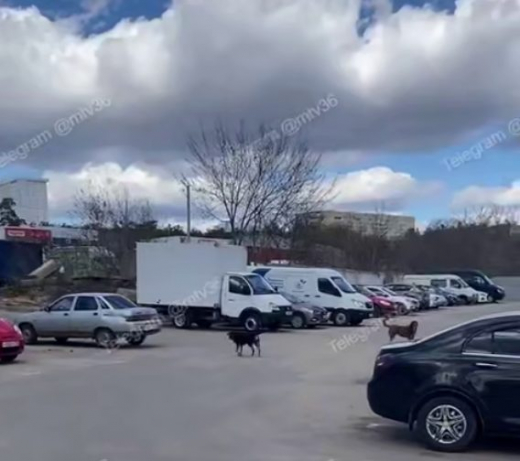 Уголовное дело возбудили после серии нападения собак на парковке в Воронеже