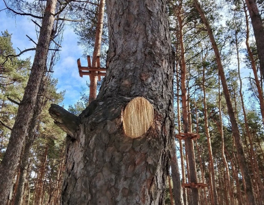Нарушение при установке верёвочного городка выявили в парке «Танаис» в Воронеже