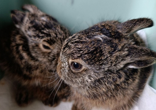 Воронежцы нашли двух зайчат в «Танаисе»
