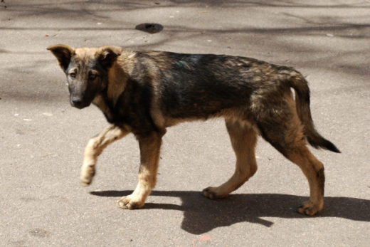 Нападением собак на воронежца на улице Остужева заинтересовались следователи