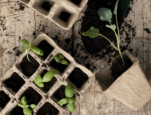 Что делать, если вытянулась рассада огурцов, помидоров, перца