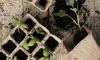 Что делать, если вытянулась рассада огурцов, помидоров, перца
