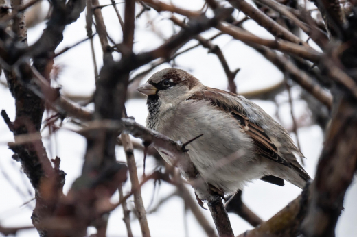 В Москве обеспокоились проблемой воробьев, толстеющих из-за питания фастфудом