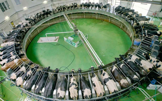 «ЭкоНива» подвела итоги 2025 года: рост производства молока на 7% и рекордный урожай товарных культур