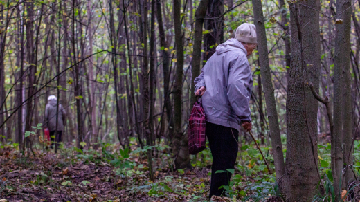 Миколог Вишневский: весной в Подмосковье можно увидеть строчки и сморчки