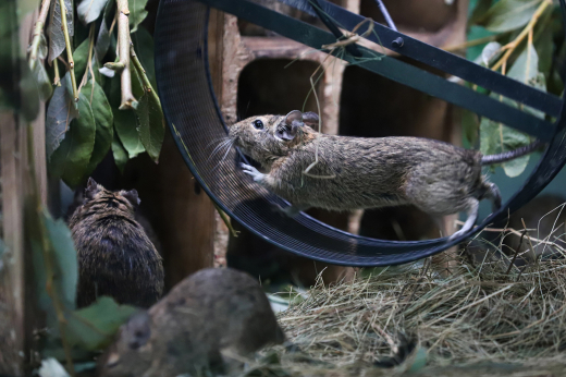 В Москве задержали мужчину, укравшего из зоомагазина чилийскую белку