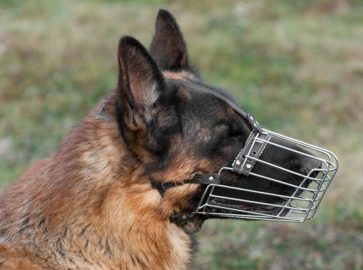 Злобная овчарка набросилась на школьницу, возвращавшуюся с уроков в Воронежской области