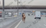 Лошадей, которые бегут по МКАД, сняли на видео