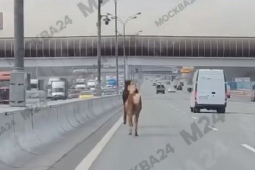 Лошадей, которые бегут по МКАД, сняли на видео