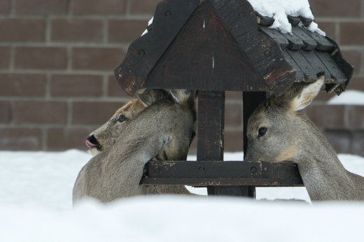 Косули разоряют птичьи кормушки в Воронежском заповеднике