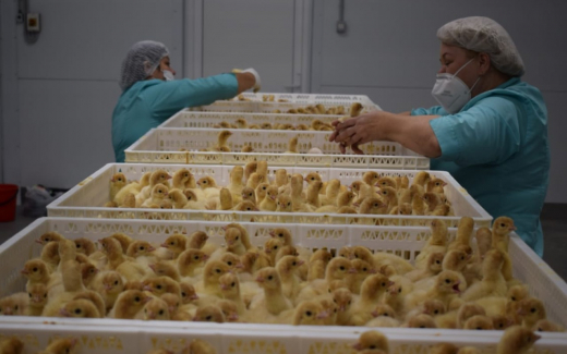 Проект «Донской индейки» за 2,2 млрд рублей сменил место строительства в Воронежской области