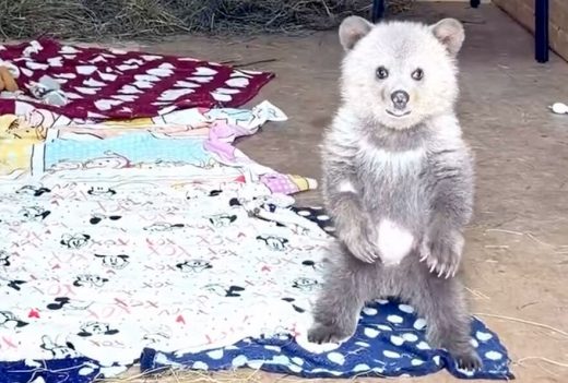 В Подмосковье рассказали о реабилитации чуть не погибшего медвежонка Дыньки и ее встрече с Арбузиком