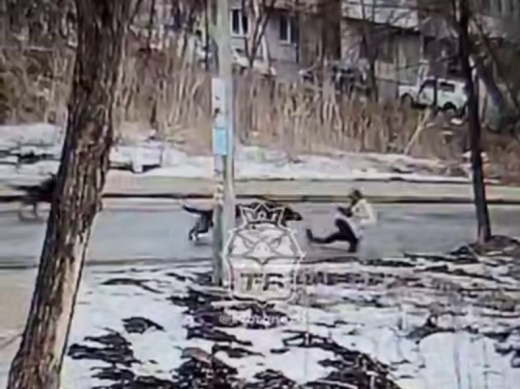 Одну из своры собак, искусавших девушку в Воронеже, поймали