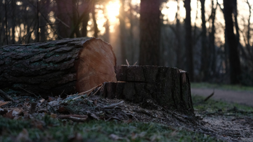 Экологи прокомментировали вырубку деревьев в Центральном парке Воронежа