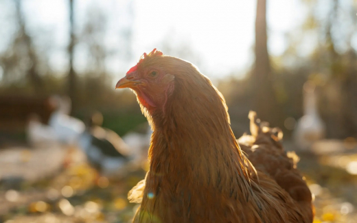 Ростовский перевозчик угрожает банкротством белгородской структуре ГАП «Ресурс» Виктора Наурузова