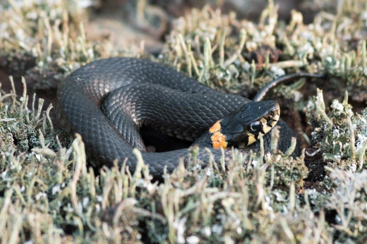 Змеи проснулись в Воронеже