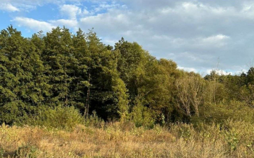 Прокуратура через суд вернула в собственность РФ 20 гектаров лесного фонда в Семилукском районе