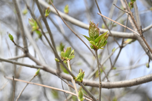 Москвичей пригласили на экскурсии с ботаниками по экотропам центральных парков