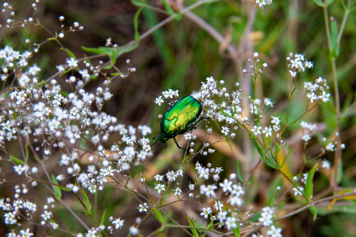 Биолог Глазков: Майские жуки в Москве могут проснуться раньше из-за теплой весны