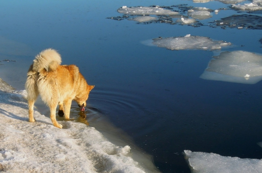 Потепление станет заметнее в Воронежской области в начале рабочей недели