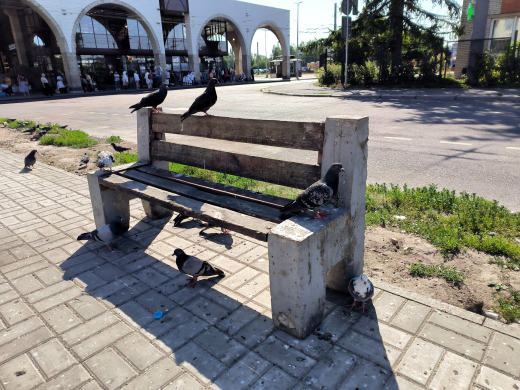 Сизые голуби могут переносить до 90 заболеваний