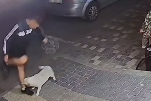 «Уже страшно из подъезда выходить»: собаки держат в страхе жителей воронежского ЖК