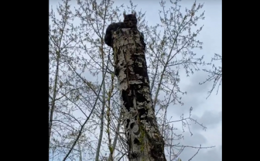 В воронежских Лисках кота сняли с дерева с помощью спецтехники