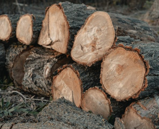 В воронежском лесу задержали мужчину, который пилил сосны
