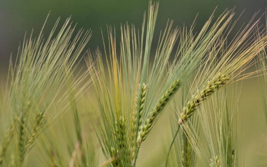 Специалисты «Продимекс» ожидают хороший урожай озимой пшеницы в Черноземье