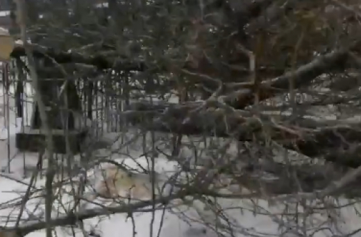 Десятки могил разрушены: разгром на кладбище возмутил воронежцев