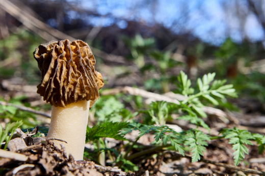 Биолог Глазков: В столичном регионе первые грибы появятся через 1,5 недели