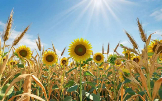 Прибыль воронежского «Золотого Початка» просела на фоне роста выручки