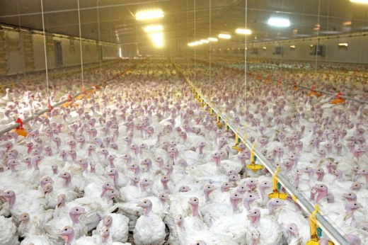 ФАС разрешила тамбовской птицефабрике ГАП «Ресурс» купить активы группы «КоПитания»