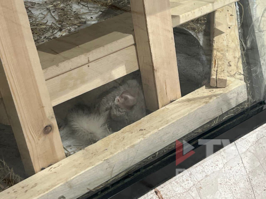 Условия для животных в контактном зоопарке возмутили воронежцев