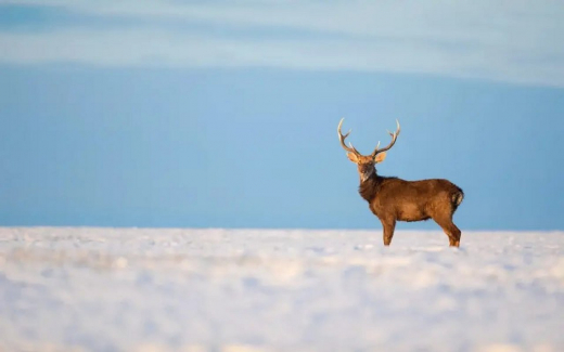 Муниципалитет признал иск по делу о спорных землях рядом с липецким парком «Олений»