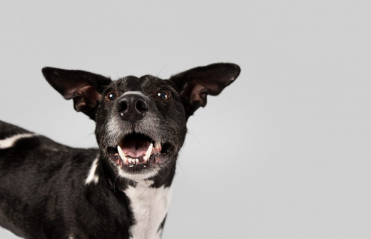 Собака напала на 9-летнего ребёнка в парке под Воронежем