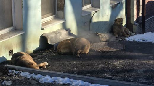 В Воронежской области пострадавшей от бездомной собаки девчке выплатят 30 тыс рублей