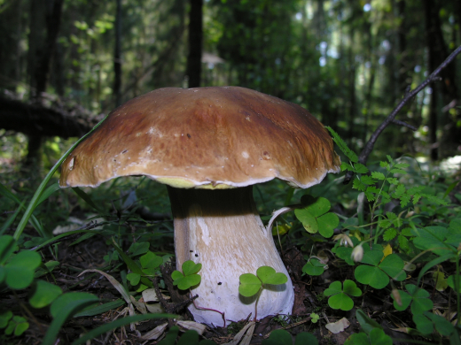 Минэкологии: В Подмосковье ожидается грибной бум