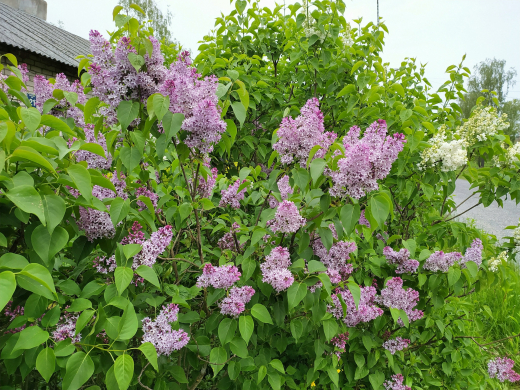 В Подмосковье за срыв весенних цветов на аллеях и клумбах могут оштрафовать