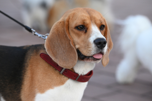 В Бабушкинской ветклинике спасли бигля, съевшего наполнитель для кошачьего лотка