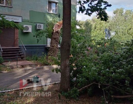 В Воронеже умерла девушка, на которую упало дерево