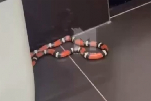 На юге Москвы москвич зашел в туалет и увидел там красную змею