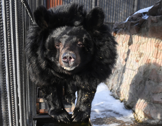 Гималайский медведь Вася из Московского зоопарка впервые впал в зимнюю спячку