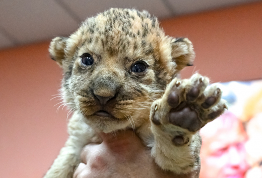 Замеченного на поводке в Москве львенка приютили в парке «Земля прайда»