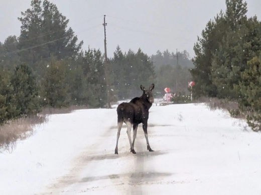 Воронежские лоси выходят на трассы из-за соли