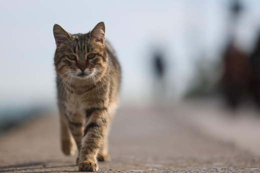 В Солнечногорске кот Жорик пришел домой через 9 дней после потери, пройдя 65 км